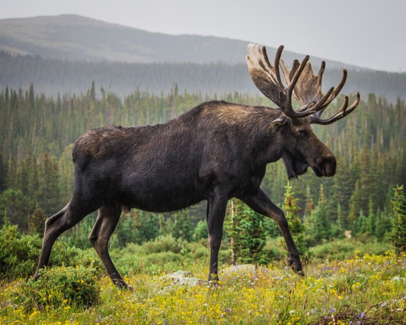 Create meme: siberian moose, moose , deer elk 
