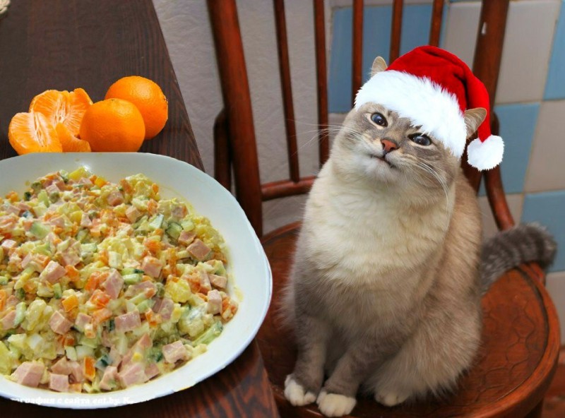 Create meme: The cat and Olivier, the cat with the pancakes , new year with a cat