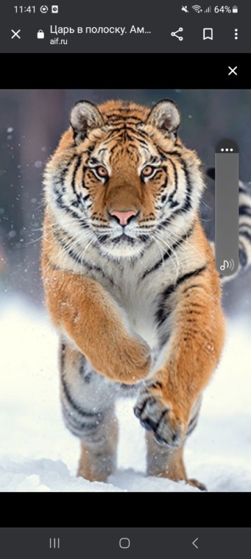 Создать мем: дикие животные зимой тигр, тигр в снегу, тигр