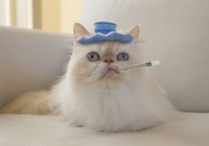 Создать мем: мудрый персидский кот, милый котик, кот с градусником