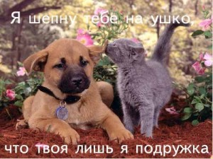 Создать мем: dog and cat, щенки милые, дружба котенка и щенка