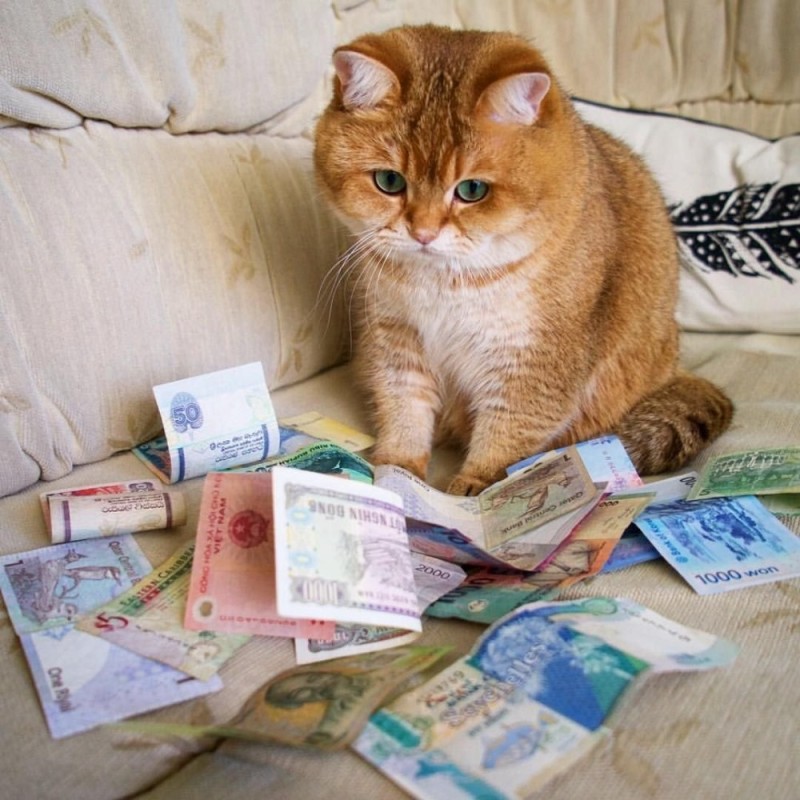 Create meme: cash cat, the oligarch cat, cat with money 
