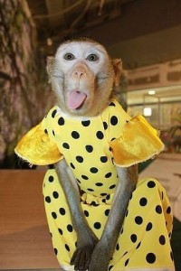 Создать мем: домашние обезьянки, обезьяна в платье, красивая обезьянка