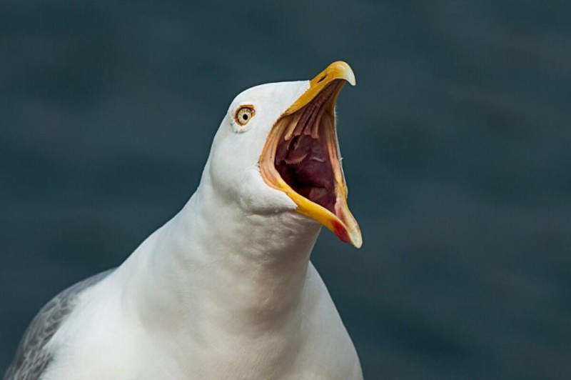 Создать мем: кричащая чайка, птица чайка, чайка кричит