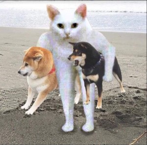 Создать мем: собака, japanese spitz, акита ину хатико
