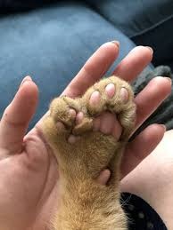 Создать мем: пальцы у кошек, пальцы у собак, пятый палец у собаки