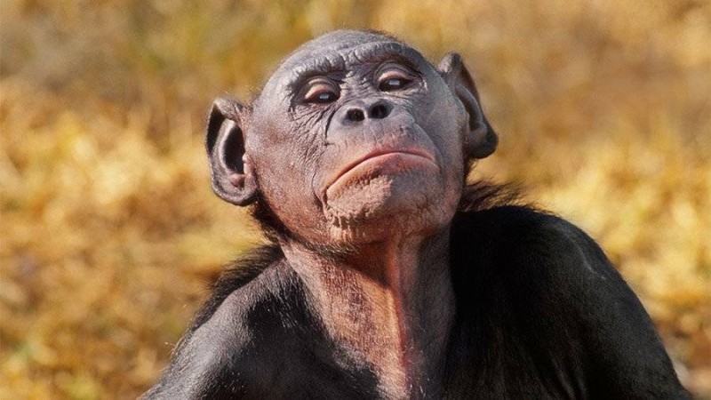 Создать мем: обезьяна, шимпанзе бонобо, смешные обезьянки