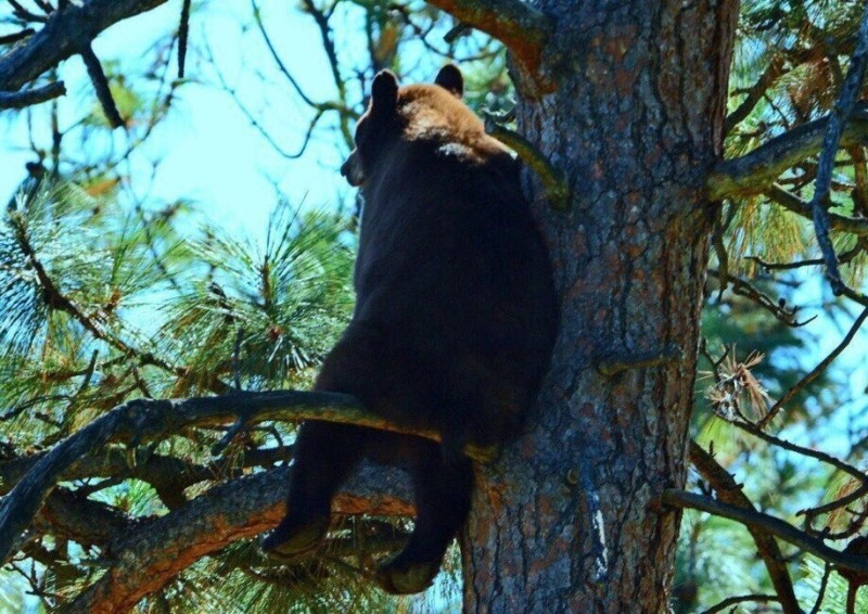 Создать мем: медведь, медведи на дереве, медведь лезет на дерево