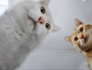 Create meme: cat, memes with cats, cat meme