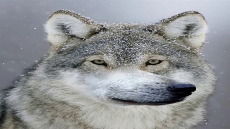 Create meme: wolf muzzle, auf wolf, meme wolf auf