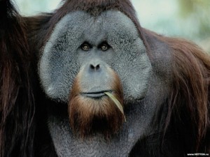 Создать мем: отряд приматы, orangutan, животные