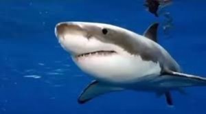 Create meme: shark Stingray, great white shark