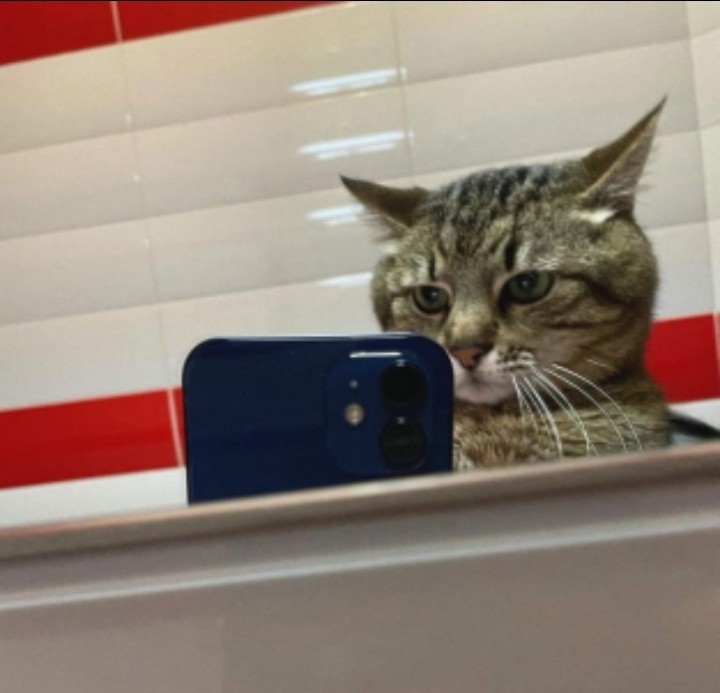 Create meme: cat selfie with iphone, cat with phone, cat with iphone