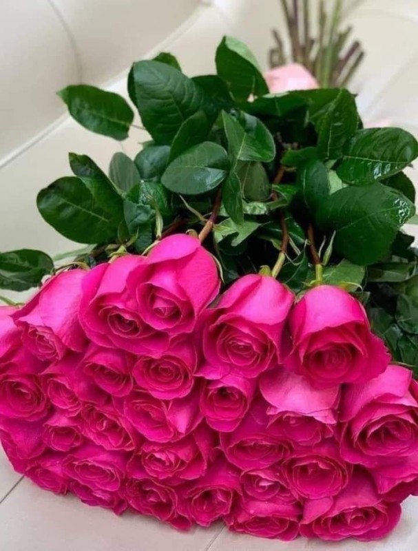 Create meme: pink roses, beautiful roses , flowers beautiful roses