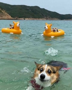 Create meme: Corgi dog, the Pembroke Welsh Corgi, Corgi swims