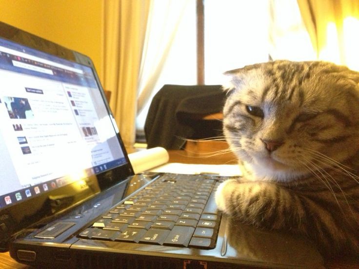 Создать мем: кот айтишник, кот за ноутбуком, котик с компьютером