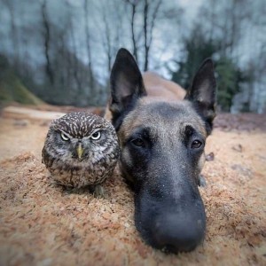 Create meme: animals, shepherd, Malinois