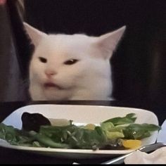 Создать мем: голодный котик, кот мем, мем с котом за столом