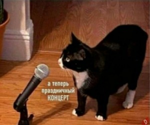 Create meme: cats, cat with microphone, cats