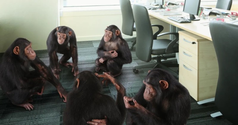 Create meme: chimpanzee, monkey behind a computer, monkey at the table