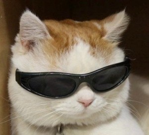 Создать мем: мемы с котами, экзотическая кошка, кот в солнечных очках
