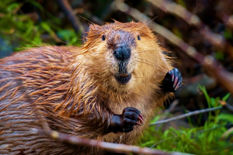 Create meme: beaver , common beaver, Beaver Day