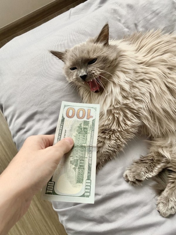 Create meme: cat , cat , cash cat