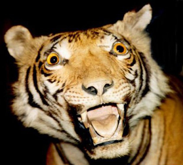 Create meme: tiger mouth, tiger face, shabalina