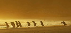 Создать мем: африканские пингвины, малые пингвины австралии, пингвины в австралии