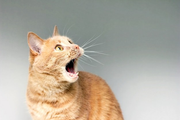 Create meme: the cat opens his mouth, screaming cat , the ginger cat yawns