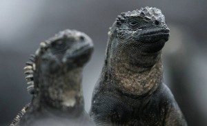 Create meme: marine iguana, Galapagos