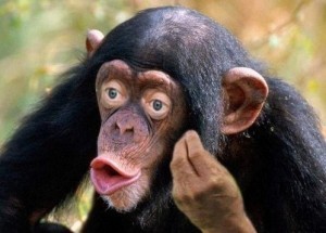 Create meme: chimpanzees, macaque monkey, the common chimpanzee