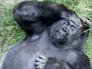 Создать мем: горилла животное, обезьяна горилла, большая горилла
