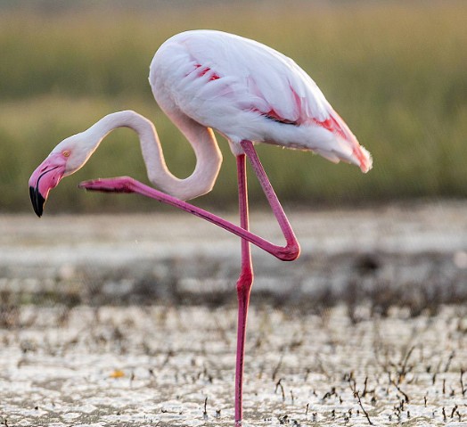Create meme: of Flamingo, flamingo pink, flamingos flamingos