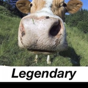 Создать мем: корова с языком, корова морда, смешные коровы