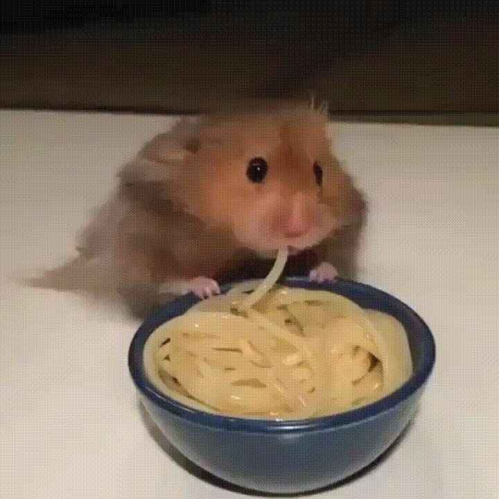 Create meme: hamster , A chewing hamster, hungry hamster