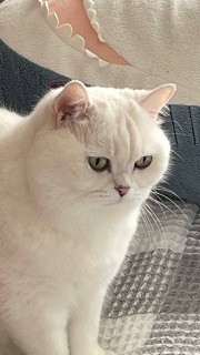 Создать мем: кошка британская шиншилла, порода британская шиншилла, кот британская шиншилла