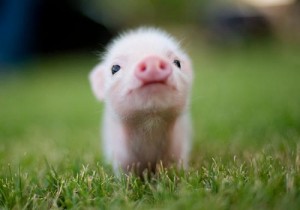 Create meme: pig, animal, cute kids