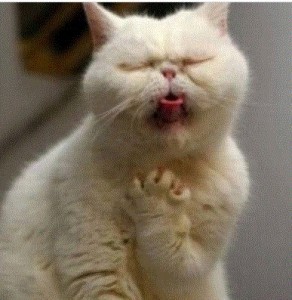 Create meme: funny cat, cat coughs, coughing cat