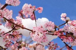 Create meme: cherry blossoms, Sakura