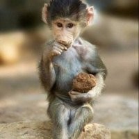 Create meme: funny monkey, skinny chimp, the picture sit and think