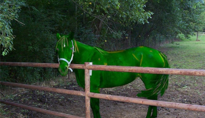 Создать мем: лошадь на зеленом фоне, лошадь кобыла, зеленая грива