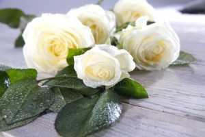 Create meme: rose flower, romantic flowers, white roses