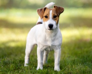 Create meme: breed Jack Russell, breed Jack Russell Terrier