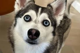 Create meme: purebred husky, Siberian husky , siberian husky dog