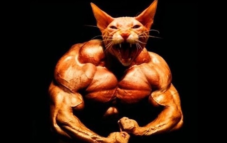 Create meme: the jock cat, muscular cat, The jock cat