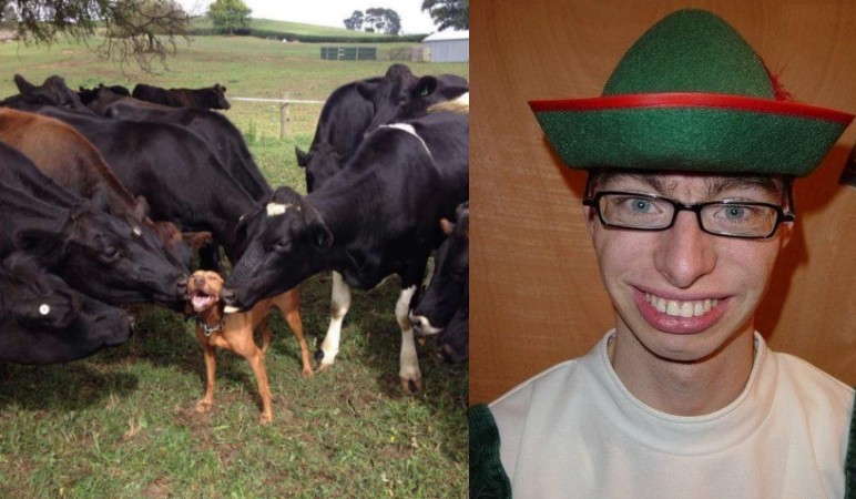 Создать мем: корова и бык, собака корова, animal meme