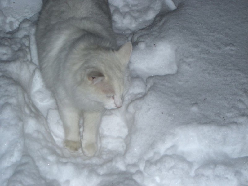 Создать мем: cat snow, кот беспородный белый снежок, кот зимой