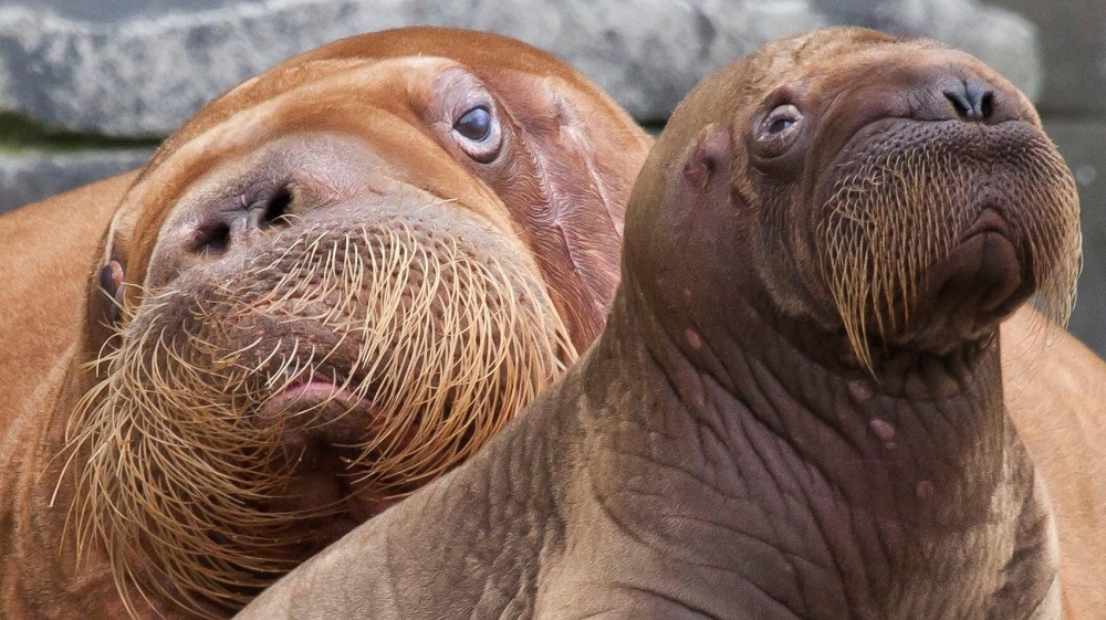 Create meme: Pacific walrus (odobenus rosmarus divergens), walrus , little walrus
