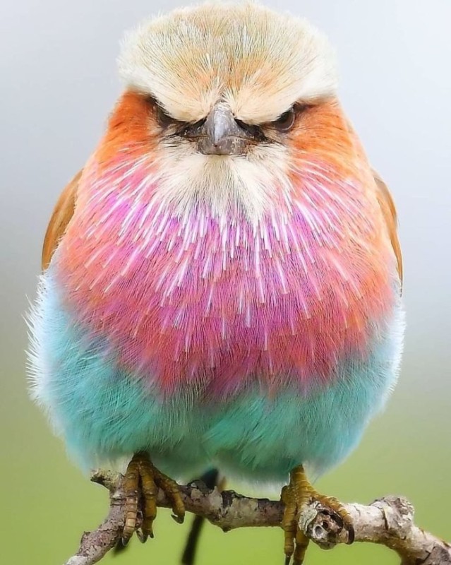 Create meme: The colorful lilac bird, lilac-breasted blue-throated bird, the bird is multicolored